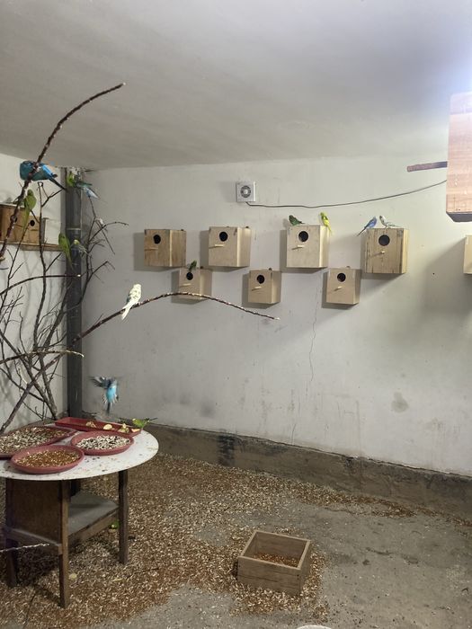 Папугайлар сотилади