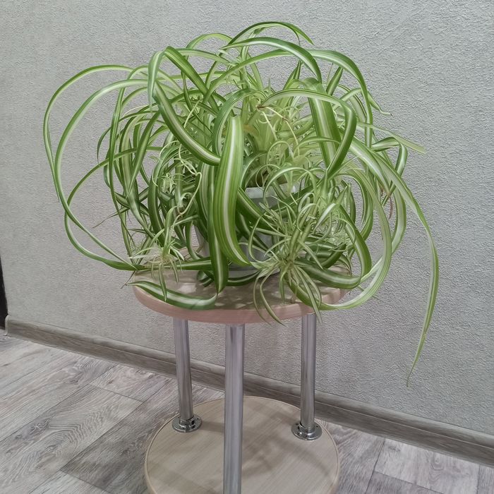 Продам комнатные растения