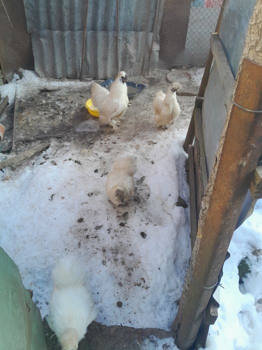 Pui de vânzare  16 lei bucata