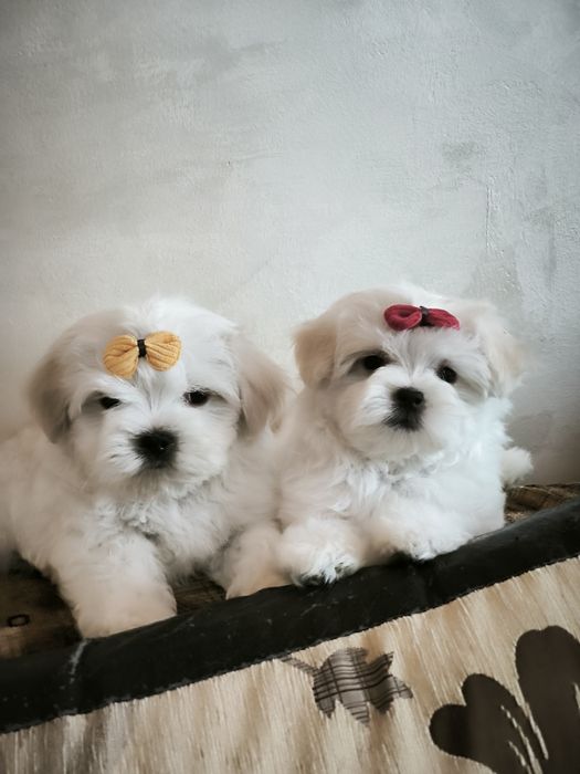 Продам щенков Мальтезе