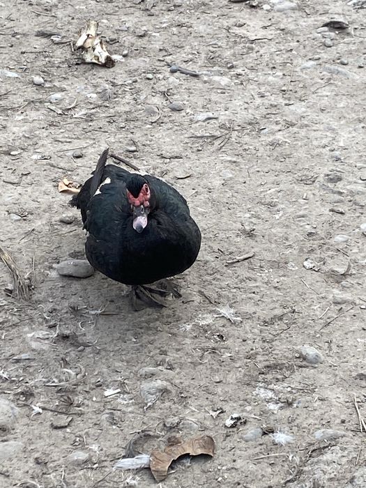 Мускусные утки (индоутки )