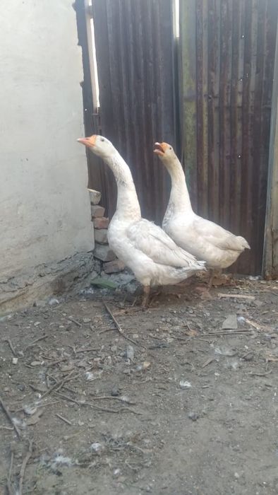 Продам гусей два штуки