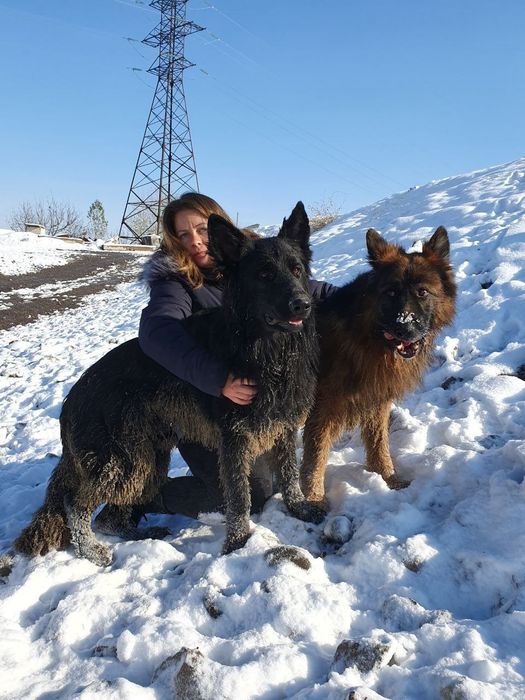 Передержка животных! Любовь и забота о вашем питомце!