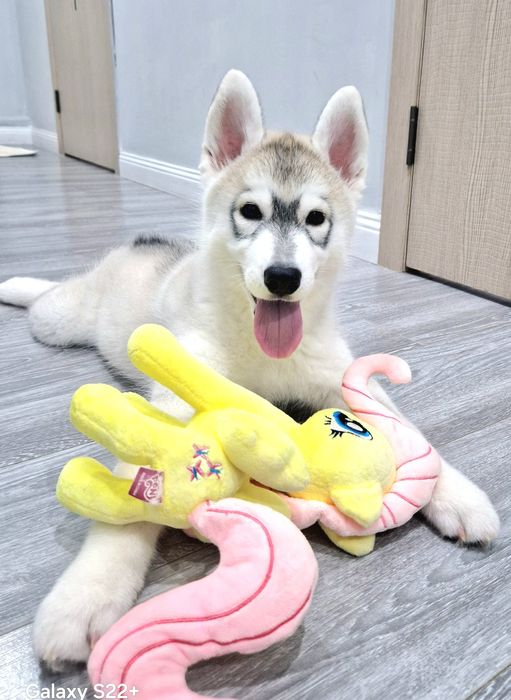 Шикарная девочка от Чемпионов!