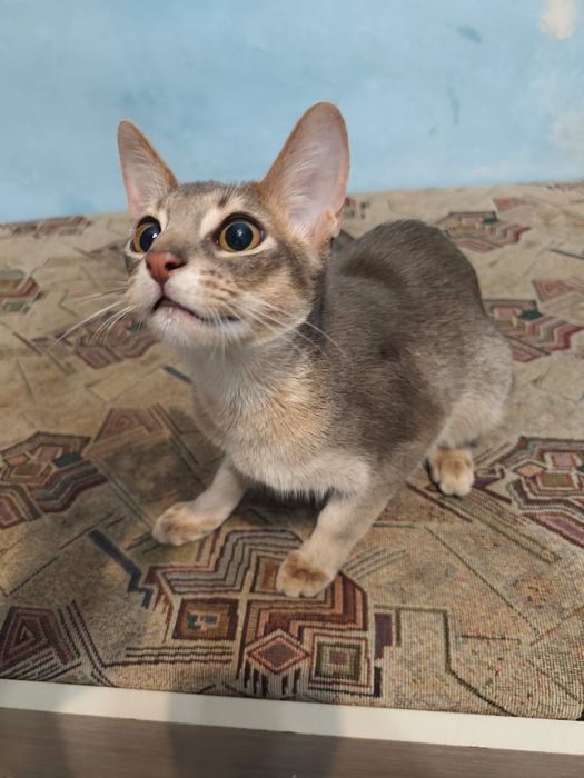 Продам котёнка абессина