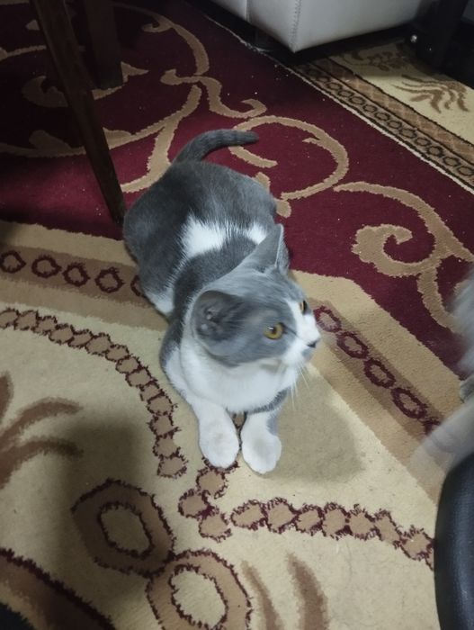 Заботающим людям отдам бесплатно беременного кошка
