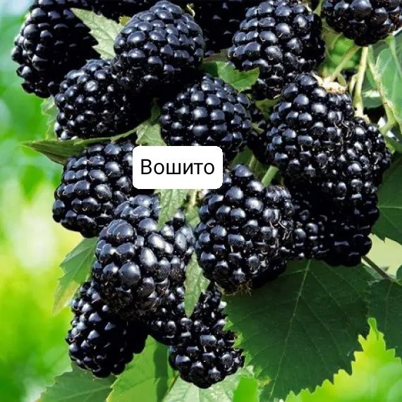 Продам саженцы ежевики