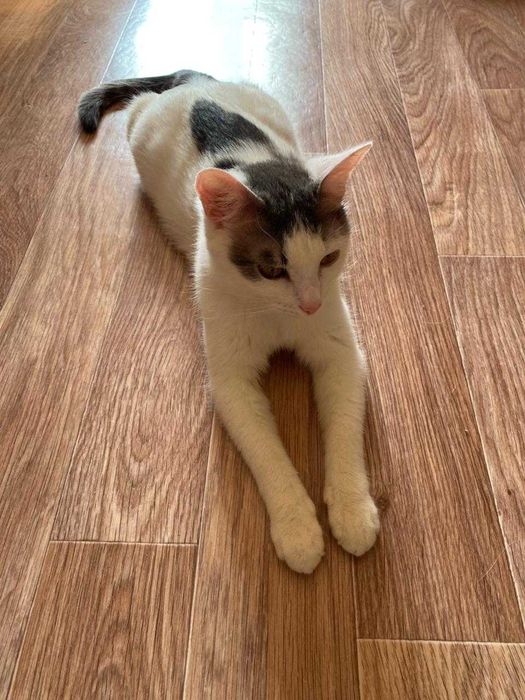 Отдадим котенка в добрые руки