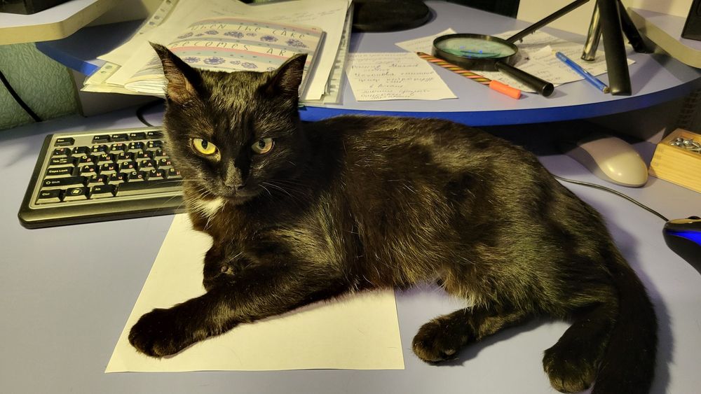 Отдам кошечку в добрые руки!