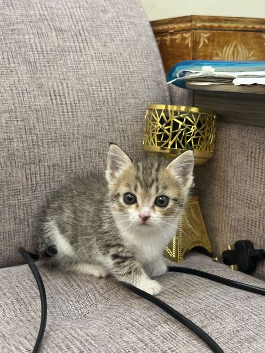 Котята в хорошие руки!