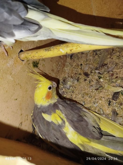 Karela para sotiladi