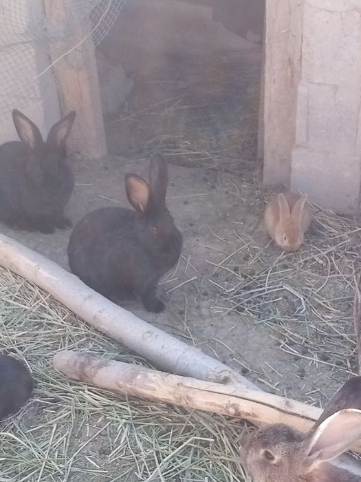 Кролики и кролчата