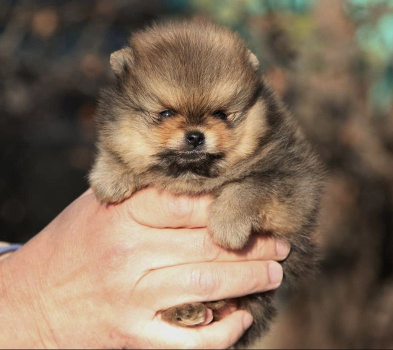 Продаются щенки шпица