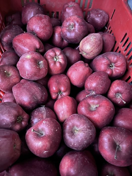 Mere consum de vanzare !!! Idared , prince , delicios , golden !!!