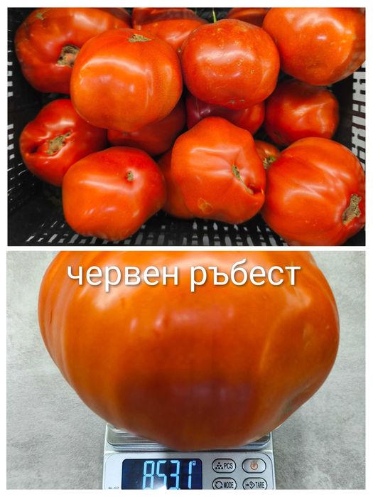 Семена от стари селски нехибридни сортове домати,краставици и други