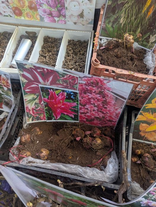 Продаются различные цветы