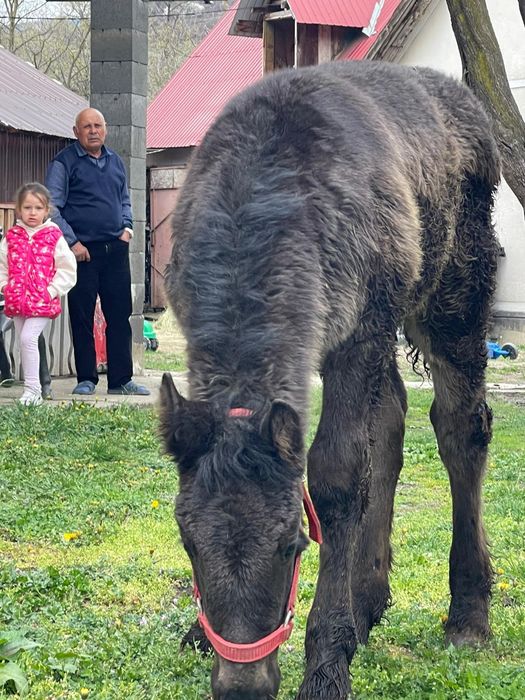 Iapa si manz De vânzare sau la schimb: 0746390052