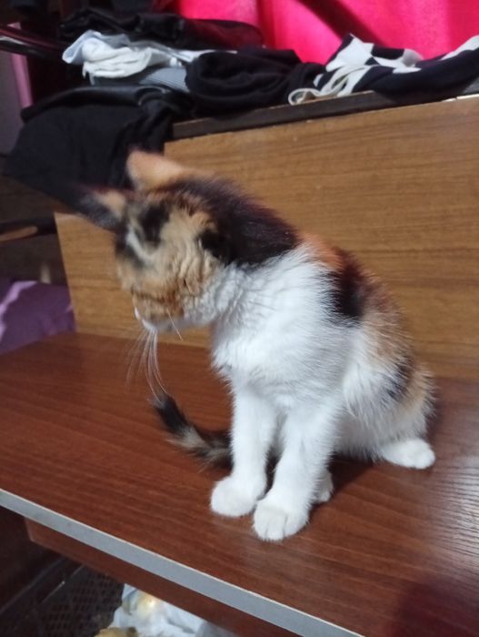 Красивые котятки трехцветные