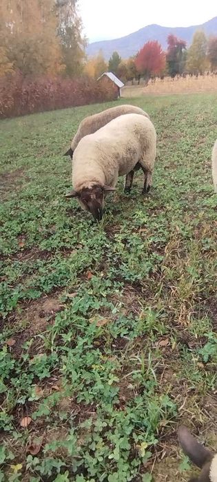 Suffolk schimb berbec