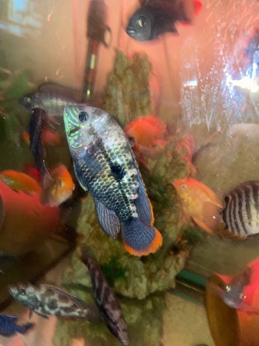 Продаются рыбки цихлиды
