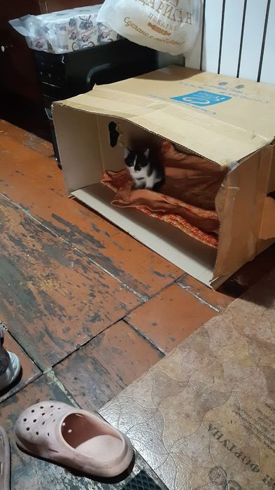 Милые веселые котята