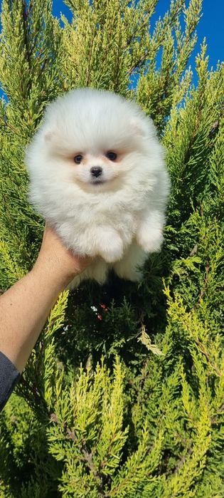 Померан мини померан