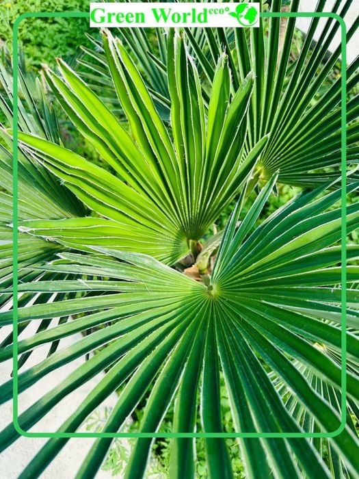 Trachycarpus Wagnerianus
