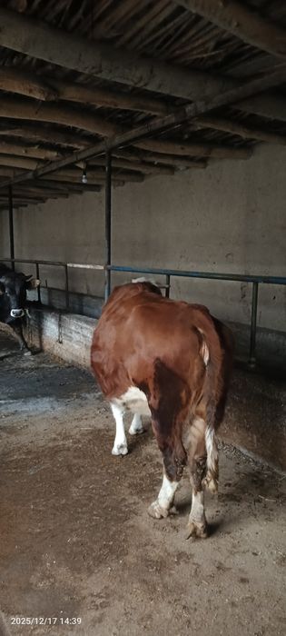 Smental gibrit Bug'oz sigir sotiladi