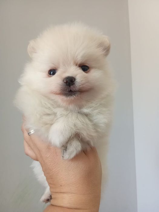 Продам щенков шпица.