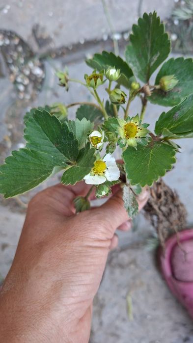 Саженцы черный принц сладкий