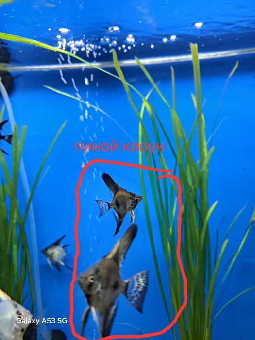 Продам породистых скаляри