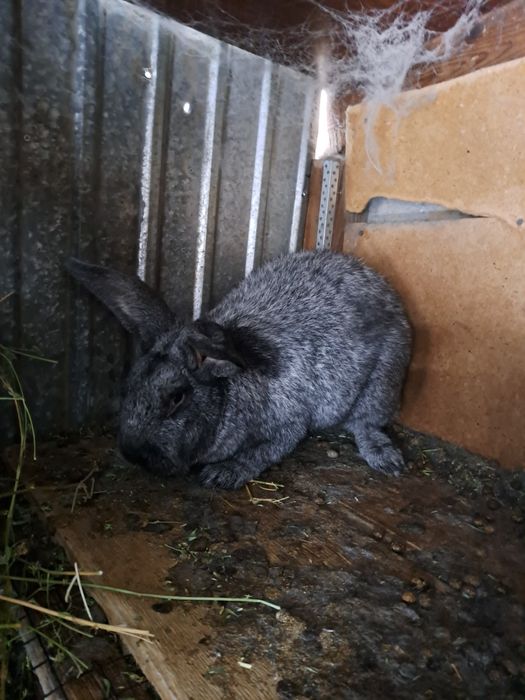 Продам  кроликов