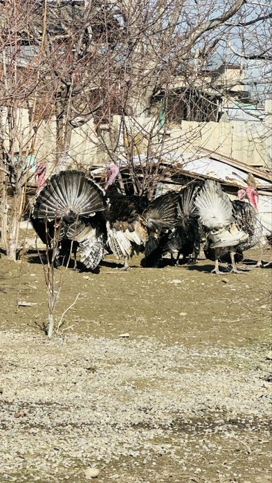 Индюки,самки и самцы здоровые