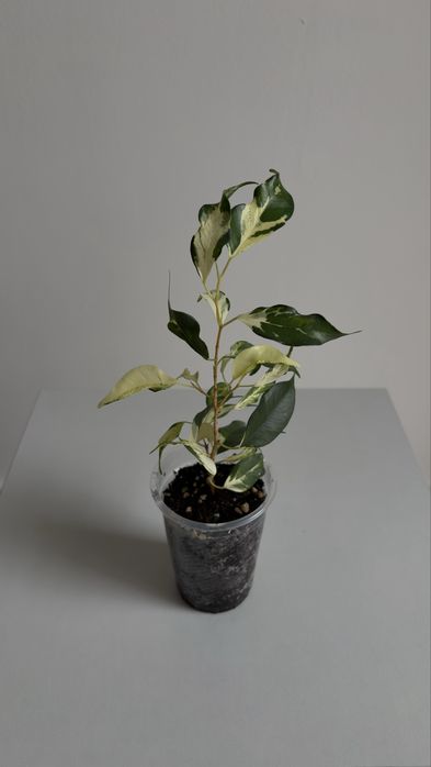 Фикус Бенджамина Кёрли (Curly); Керли