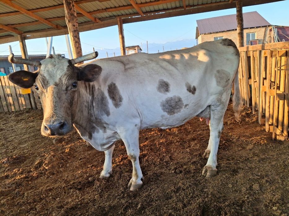 Продается дойные коровы с теленками!