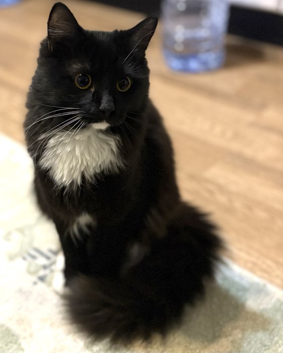 Домашняя кошечка в добрые руки