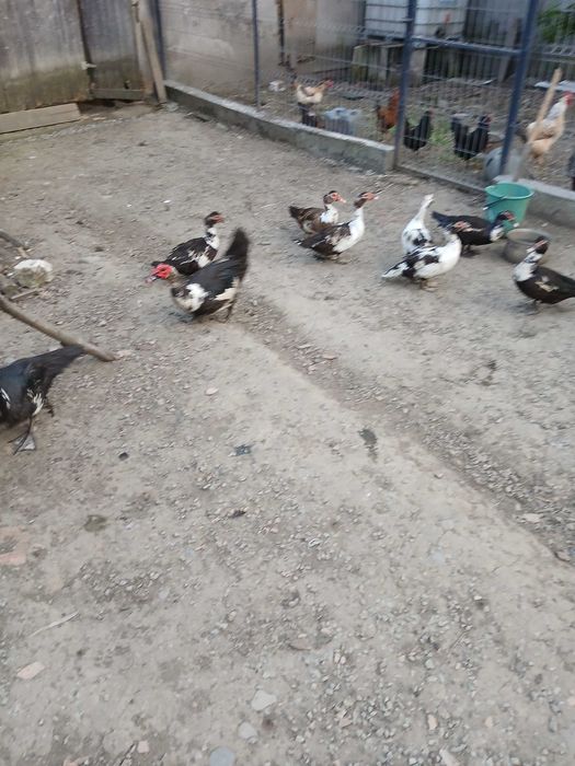 Vând rațe mute ( lelești)
