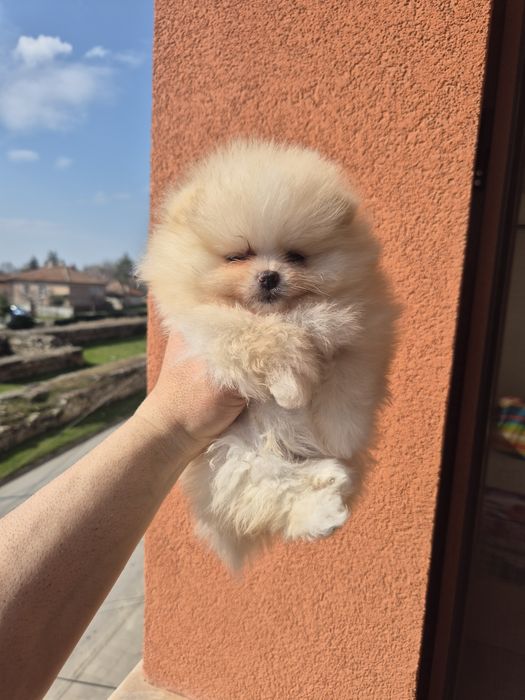 Кремави и бели померанчета