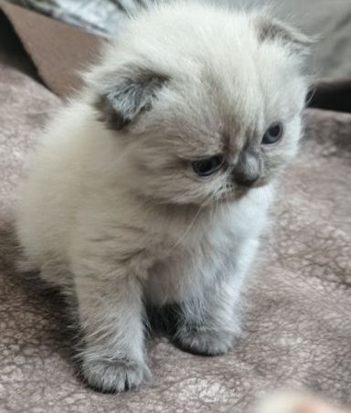 Котята скотиш фолд и страйт