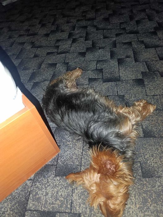 Йоркширски териер