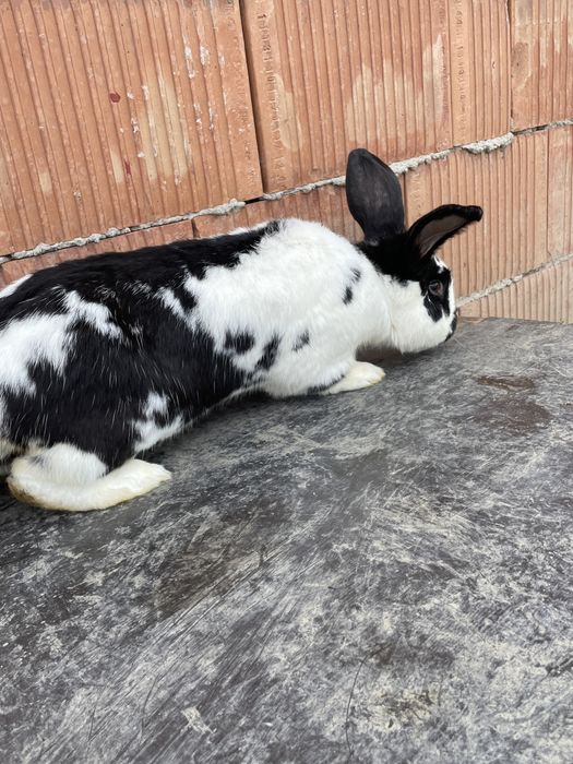 Vând iepuri pui si adulți