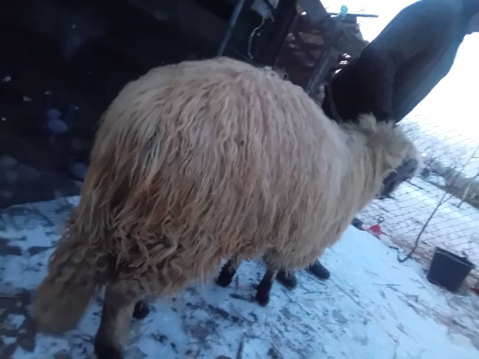 Vând berbec brez.10luni