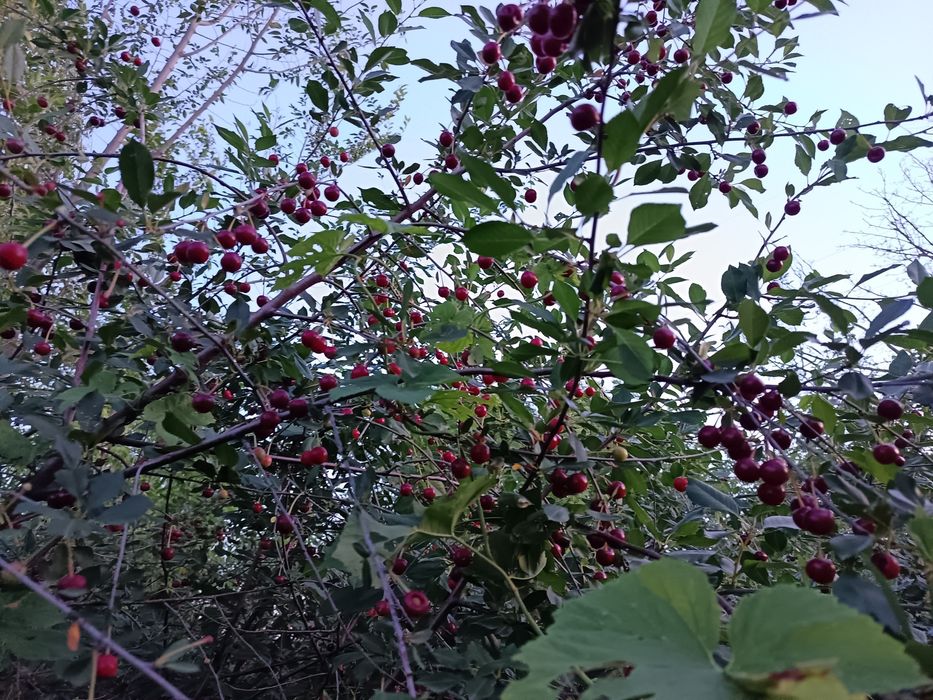 Продам дача Саяжай сатылымда