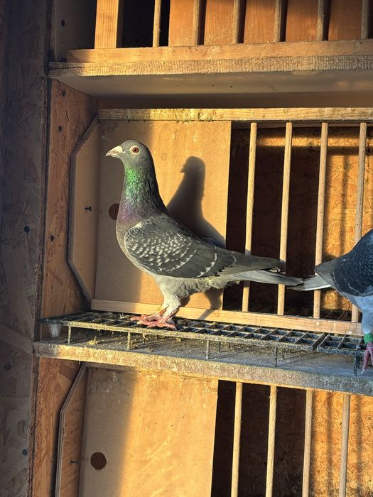 Porumbei Voiajori sport pentru matca