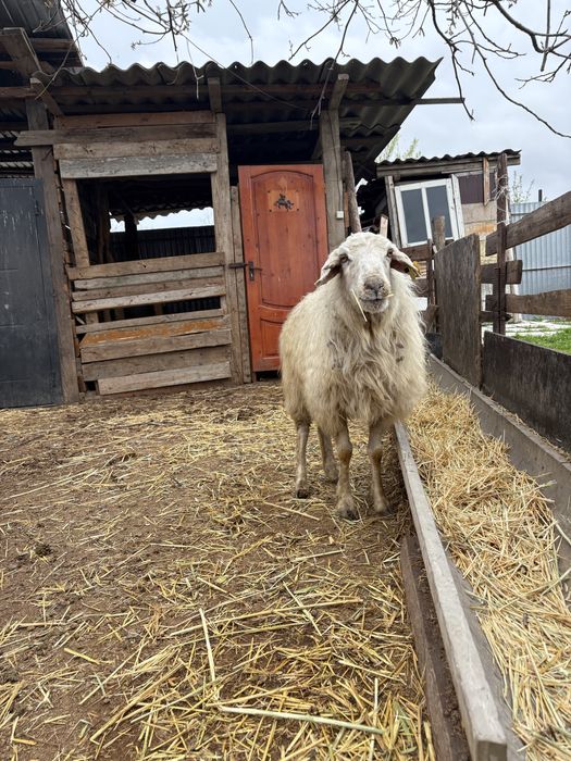 сойыска койлар сатылады
