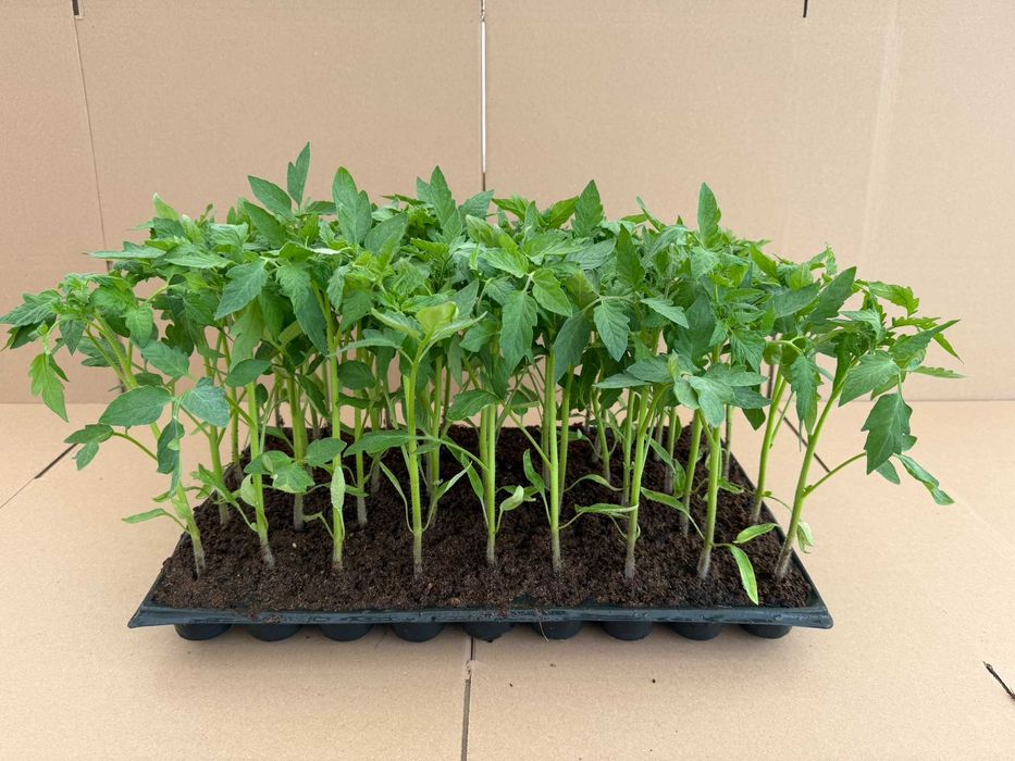 Răsaduri de legume profesionale - Livrare prin curier în toată țara