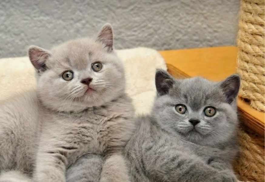 Котята Британские голубой окрас