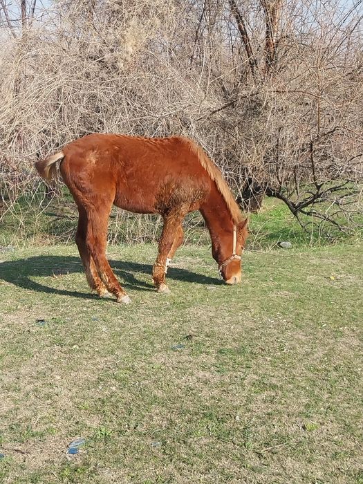 Таи шығар сатылады