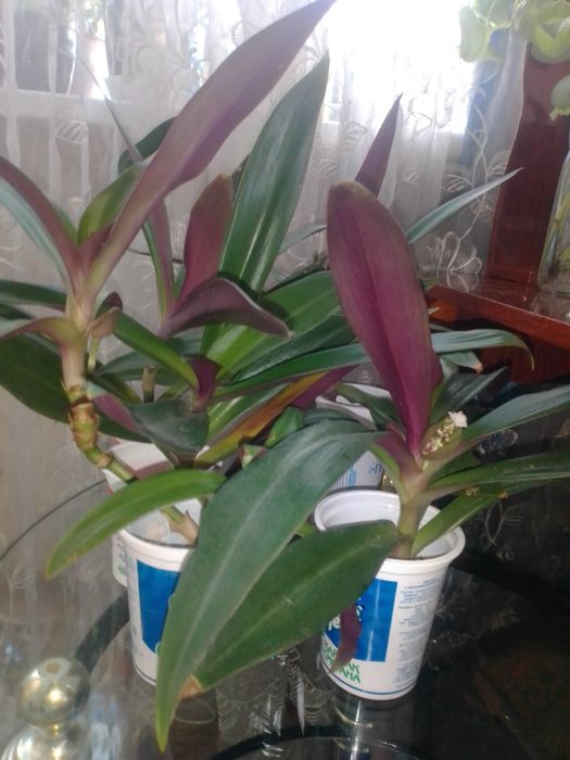 Продам комнатные цветы