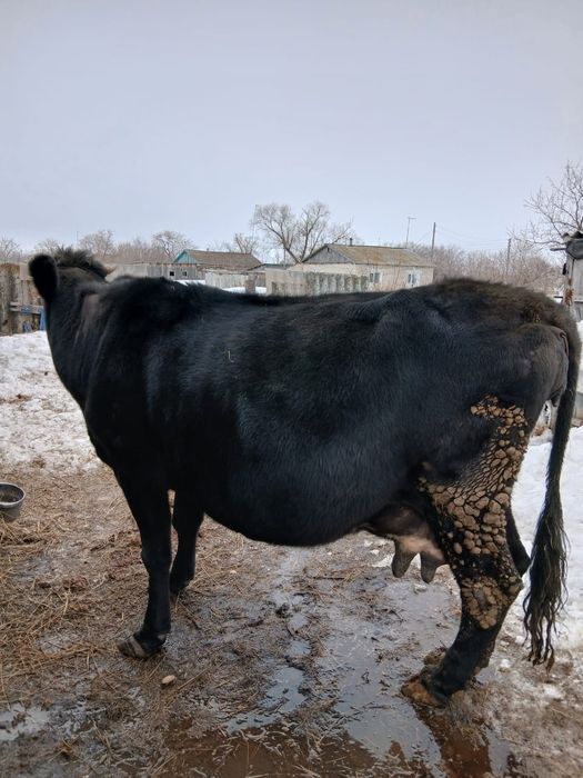 коровы с телятами!